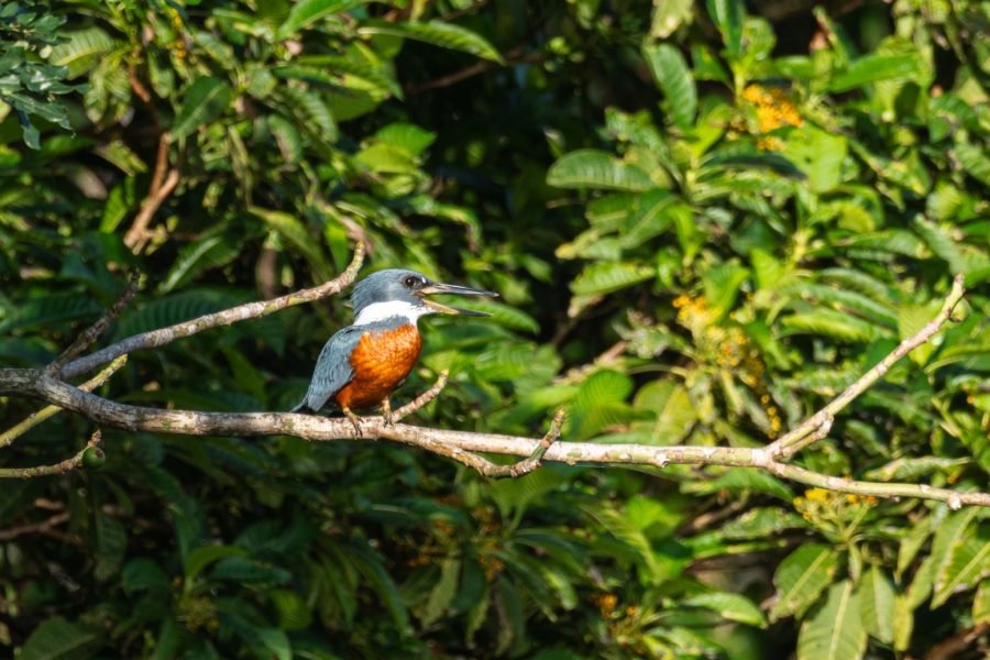 Bolivia Amazon Adventure (ATCH 3000)