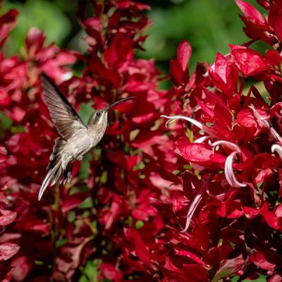 Photography & Birding