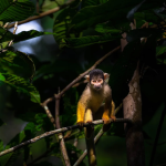 A remote jungle lodge that only takes 20 guests