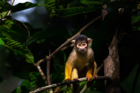 A remote jungle lodge that only takes 20 guests