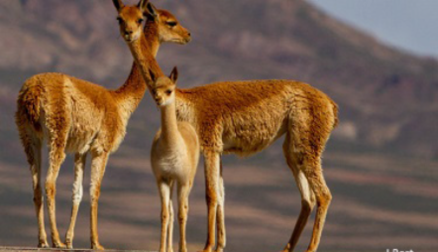 A great Peru and Bolivia holiday